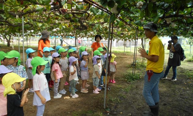 第一園　梨狩り遠足　９月２２日