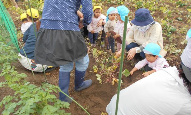 第2園　お芋ほりのようす