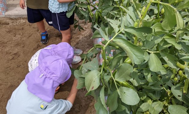 第一園　そらまめ収穫 ５月３０日