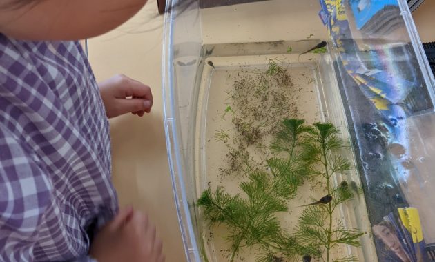 第一園　おたまじゃくし飼育　６月１７日