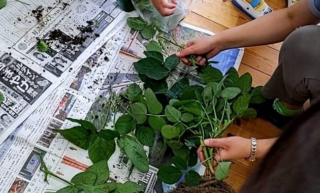 第一園　えだまめ収穫　7月1日