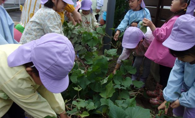 第一園　さつまいも掘り　１０月９日