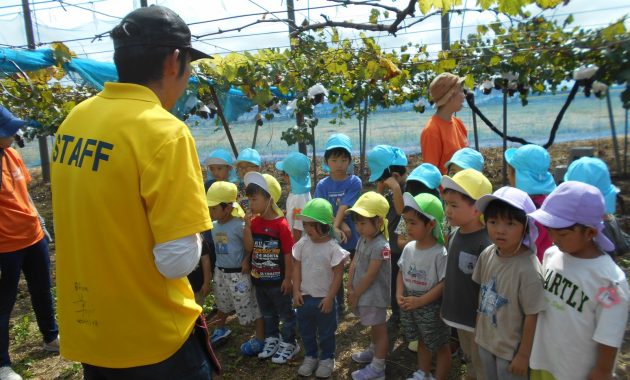 第一園　ぶどう狩り遠足　９月２７日