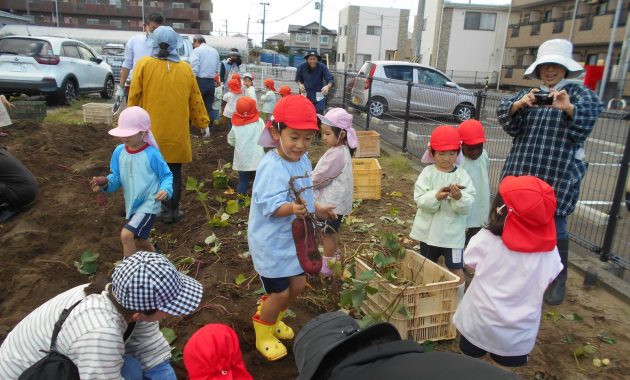 第二園　さつま芋掘り　10月11日