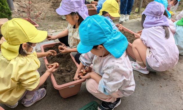 第一園　チューリップ球根植え　１１月１５日