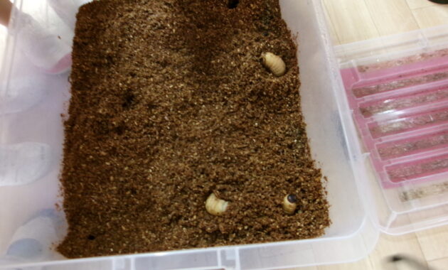 カブトムシの幼虫からかえってカブトムシの成虫になりました。