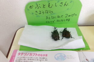アルバム写真